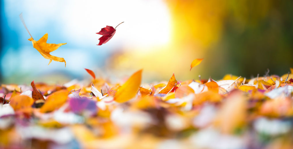Fallen leaves on the ground to reflect insurance advice in Northumberland and Newcastle