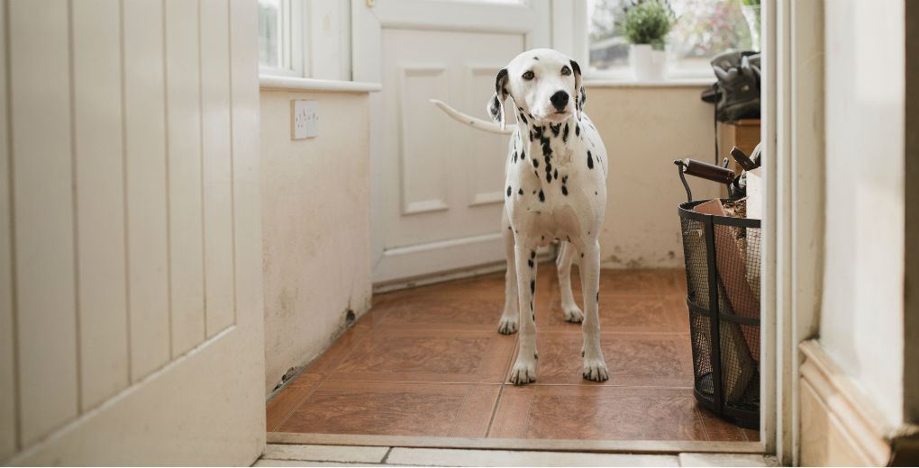 Dalmatian in rented home to reflect home insurance in Northumberland and Newcastle